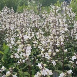 Husker Red Penstemon 9 Husker Red Penstemon -High Country Gardens penstemon huster red cropped2.5