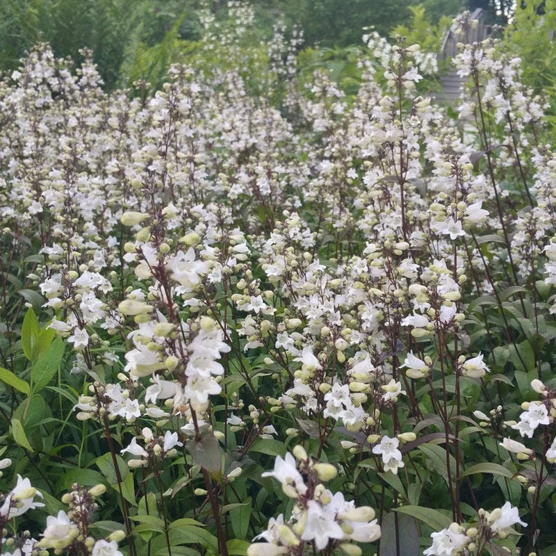 Husker Red Penstemon 5 Husker Red Penstemon - Image 3