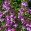 Pike's Peak Purple® Penstemon -High Country Gardens penstemon mexicali pikes peak flowers pollinator 2