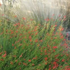 Pineleaf Penstemon 8 Pineleaf Penstemon -High Country Gardens penstemon pinifolious with nassella cropped
