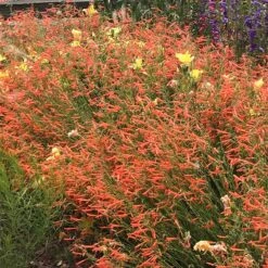 Luminous Pineleaf Penstemon 7 Luminous Pineleaf Penstemon -High Country Gardens penstemon pinifolius luminous