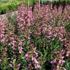 Pristine™ Pink Penstemon 7 Pristine™ Pink Penstemon -High Country Gardens penstemon pristine pink 2
