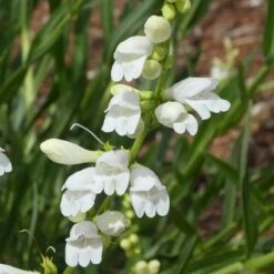 FireSmart Collection - Zone 2 12 FireSmart Collection - Zone 2 -High Country Gardens penstemon strictus albus blanca peak