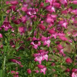 Colorado Perennial Collection -High Country Gardens penstemon x mexicali red rocks 2