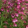 Red Rocks® Penstemon 2 Red Rocks® Penstemon -High Country Gardens penstemon x mexicali red rocks 21 plant select 1 1 1