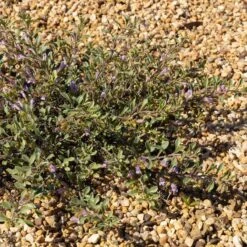 Tushar Bluemat Penstemon 9 Tushar Bluemat Penstemon -High Country Gardens penstemon xylus 3 credit plant select
