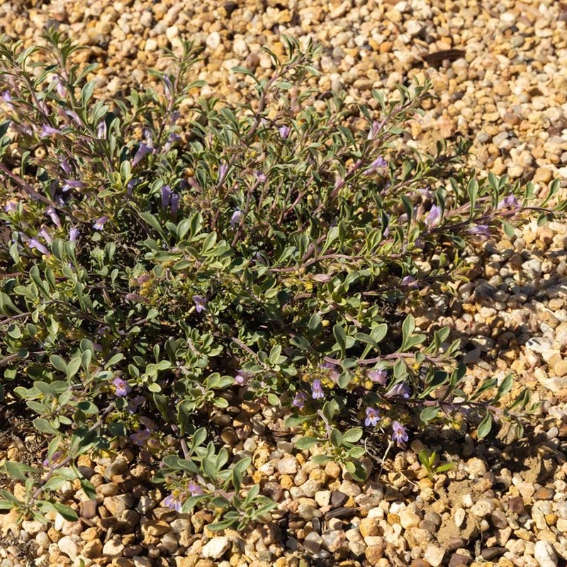 Tushar Bluemat Penstemon 6 Tushar Bluemat Penstemon - Image 4