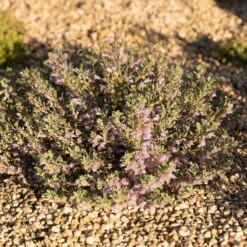 Tushar Bluemat Penstemon 8 Tushar Bluemat Penstemon -High Country Gardens penstemon xylus 4 credit plant select