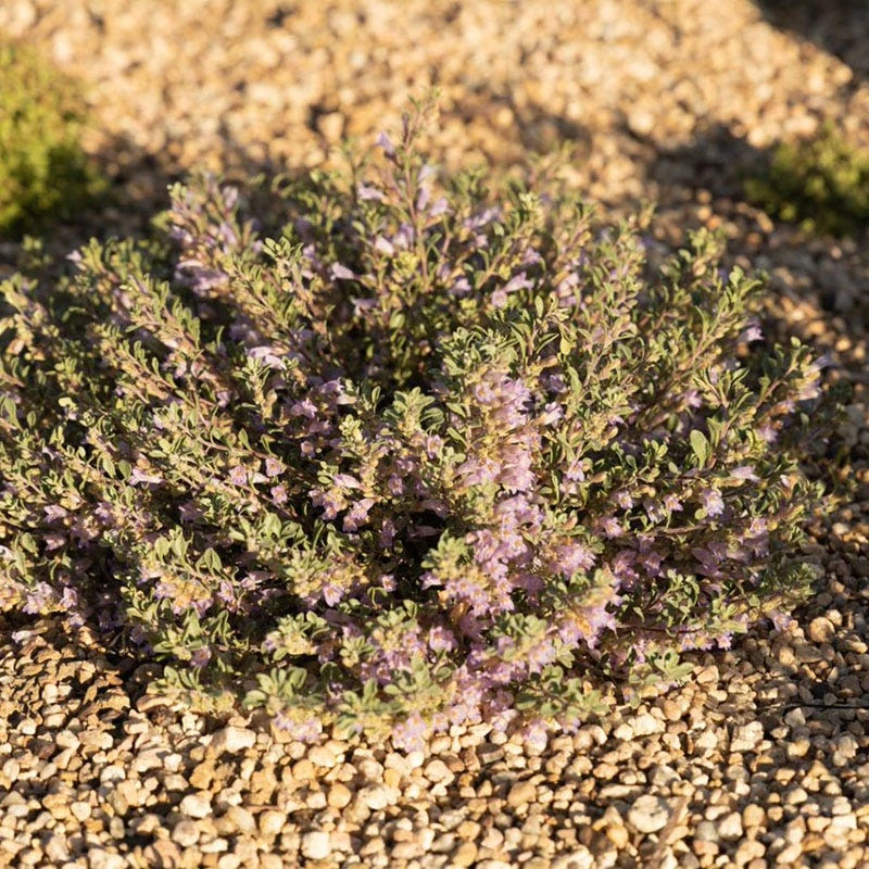Tushar Bluemat Penstemon 5 Tushar Bluemat Penstemon - Image 3