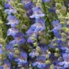 Blue Lips Penstemon -High Country Gardens penstemon blue lips 78798 4 web