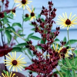 Dark Towers Penstemon 12 Dark Towers Penstemon -High Country Gardens penstemon dark towers 3b
