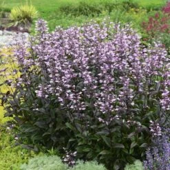Dark Towers Penstemon 14 Dark Towers Penstemon -High Country Gardens penstemon dark towers walters gardens cropped