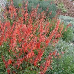 Firecracker Penstemon Richfield Strain -High Country Gardens penstemon eatonii ex. monroe canyon ritchfield ut cropped