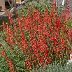 Hummingbird Attracting Collection For The West -High Country Gardens penstemon eatonii richfield ut in flwrcc