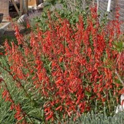 Firecracker Penstemon Richfield Strain -High Country Gardens penstemon eatonii richfield ut in flwrcc cropped