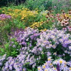 High Country Meadow Native Wildflower Seed Mix -High Country Gardens perennial garden hcg native mix