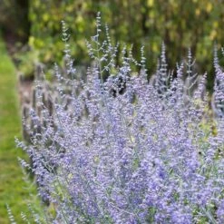 Blue Spire Russian Sage 9 Blue Spire Russian Sage -High Country Gardens perovskia blue spires russian sage 1