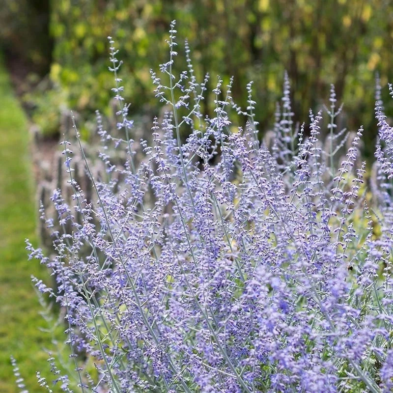 Blue Spire Russian Sage 4 Blue Spire Russian Sage - Image 2