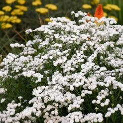 High Country Gardens -High Country Gardens peter cottontail yarrow 2 4