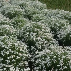 Peter Cottontail Yarrow 9 Peter Cottontail Yarrow -High Country Gardens peter cottontail yarrow 4 4