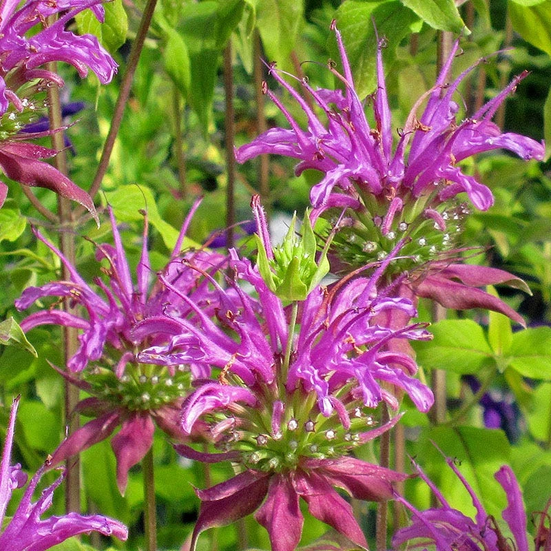 Peter's Purple Bee Balm 3 Peter's Purple Bee Balm
