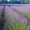 Phenomenal® Lavender 2 Phenomenal® Lavender -High Country Gardens phenomenal lav 1