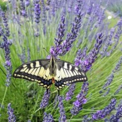 Phenomenal® Lavender -High Country Gardens phenomenal lav 3