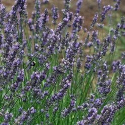 Phenomenal® Lavender -High Country Gardens phenomenal lavender close up flo