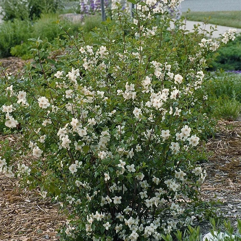 Cheyenne® Mock Orange 4 Cheyenne® Mock Orange - Image 2