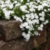 Snowflake Creeping Phlox 2 Snowflake Creeping Phlox -High Country Gardens phlox subulata snowflake 1