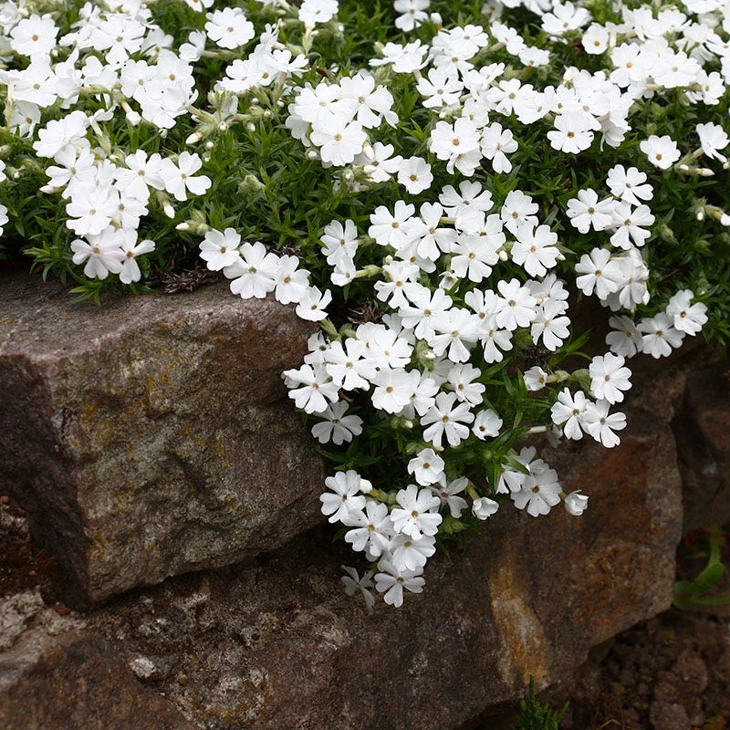 Snowflake Creeping Phlox 3 Snowflake Creeping Phlox