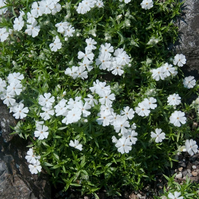 Snowflake Creeping Phlox 4 Snowflake Creeping Phlox - Image 2