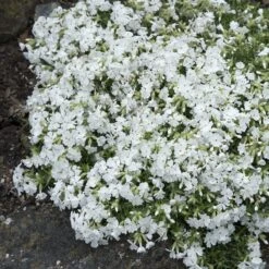 Snowflake Creeping Phlox 7 Snowflake Creeping Phlox -High Country Gardens phlox subulata snowflake 3