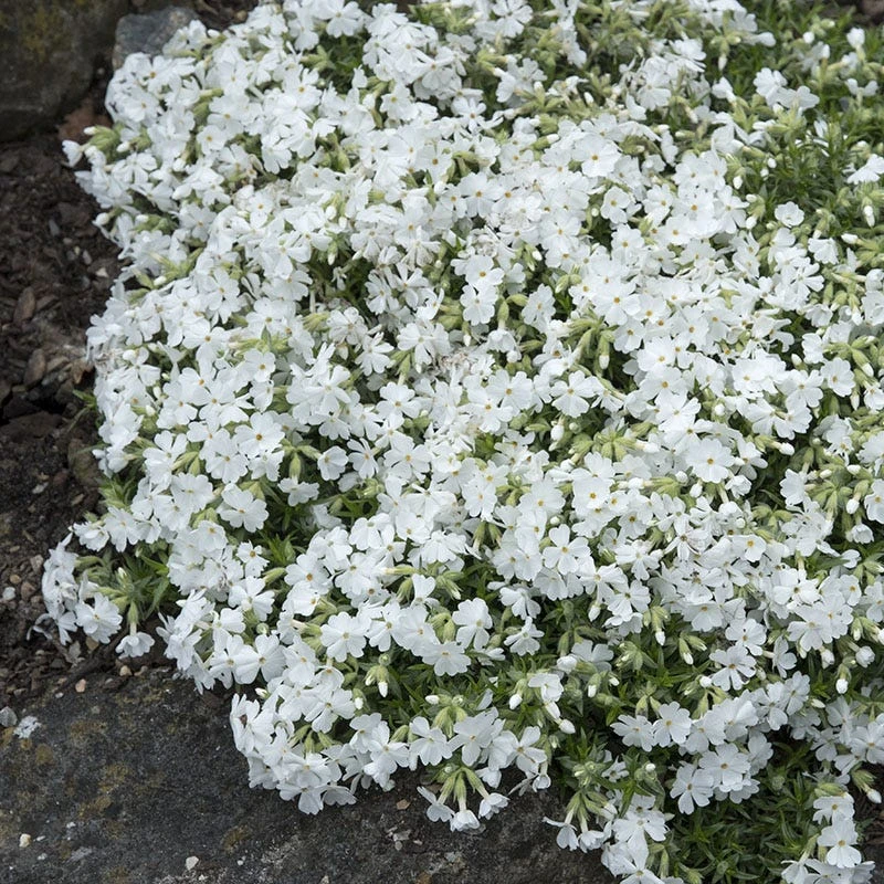 Snowflake Creeping Phlox 5 Snowflake Creeping Phlox - Image 3