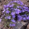 Violet Pinwheels Phlox 2 Violet Pinwheels Phlox -High Country Gardens phlox violet pinwheels 1