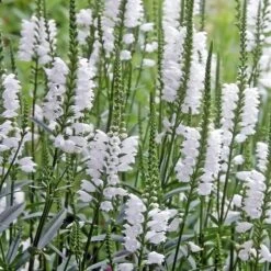 Crystal Peak White Obedient Plant -High Country Gardens physostegia virginiana crystal p