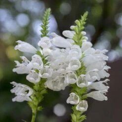 Summer Dreams Pre-Planned Garden -High Country Gardens physostegia virginiana crystal peak white obedient plant 14 1