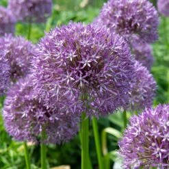 Pinball Wizard Allium