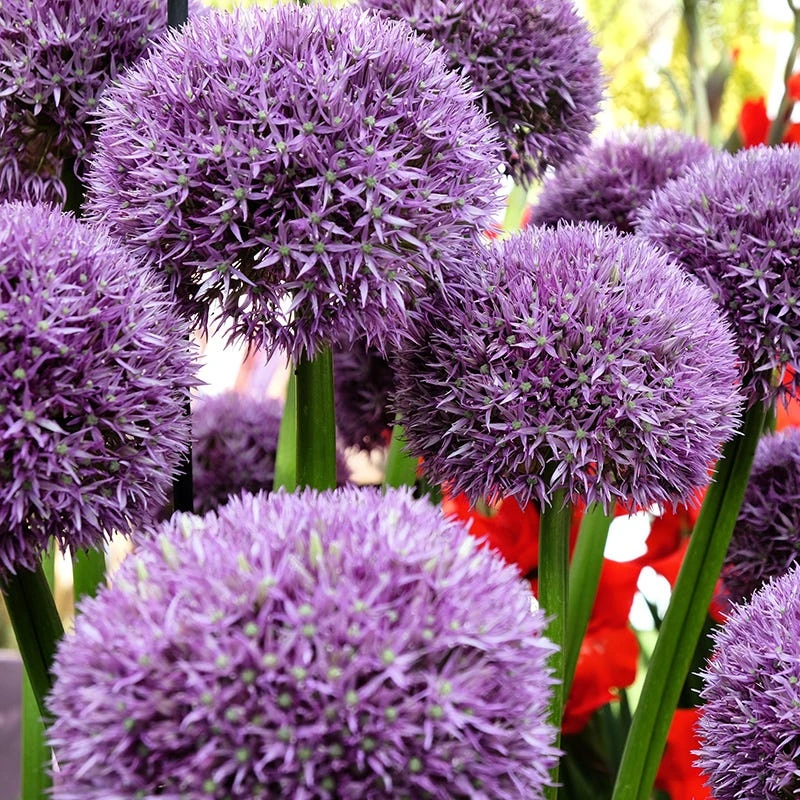 Pinball Wizard Allium 4 Pinball Wizard Allium - Image 2