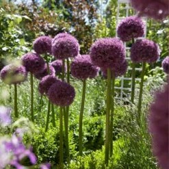 Pinball Wizard Allium 7 Pinball Wizard Allium -High Country Gardens pinball wizard allium 3