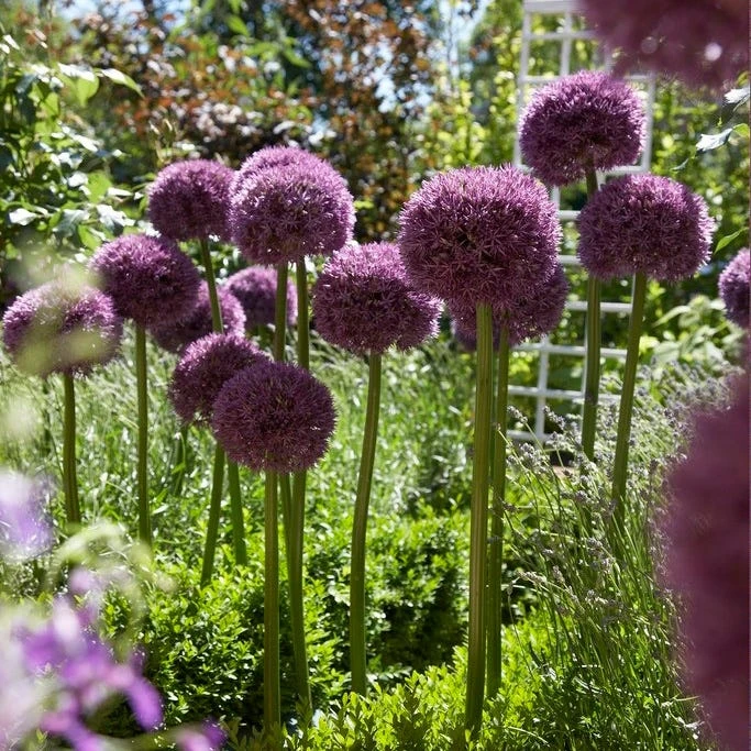 Pinball Wizard Allium 5 Pinball Wizard Allium - Image 3