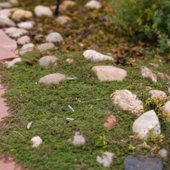 Pink Chintz Creeping Thyme -High Country Gardens pink chintz harter