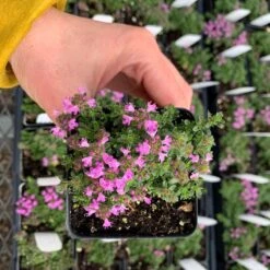 Pink Chintz Creeping Thyme -High Country Gardens pink chintz pot greenhouse