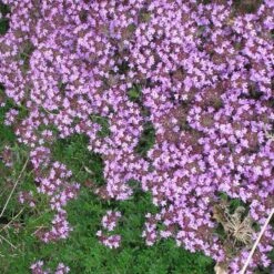 Pink Creeping Thyme -High Country Gardens pink creeping thyme