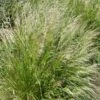 Pixie Fountain Tufted Hair Grass 2 Pixie Fountain Tufted Hair Grass -High Country Gardens pixie fountain tufted hair grass
