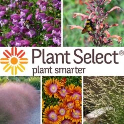 Plant Select® Waterwise Perennial Collection -High Country Gardens plant select waterwise perennial coll 10 25 24