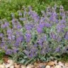 Platinum® Dwarf Silver Leaf Salvia 1 Platinum® Dwarf Silver Leaf Salvia -High Country Gardens platinum dwarf silver leaf salvia credit david winger plant select