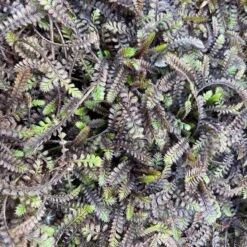 Platt's Black Brass Buttons (Leptinella) 7 Platt's Black Brass Buttons (Leptinella) -High Country Gardens platts black brass buttons 3