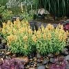 Poquito™ Butter Yellow Agastache 1 Poquito™ Butter Yellow Agastache -High Country Gardens poquito butter yellow agastache 1