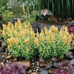 High Country Gardens 25 Poquito™ Butter Yellow Agastache